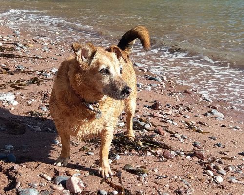 dogsitting-torbay