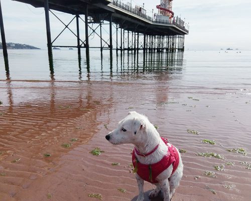 dog-walking-torbay